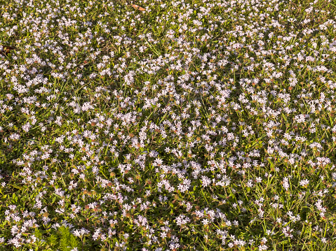 Florida snow (binomial name: Richardia grandiflora), also known as largeflower pusley and Mexican clover, a perennial wildflower often considered a weed, intermingling with grass in southwest Florida