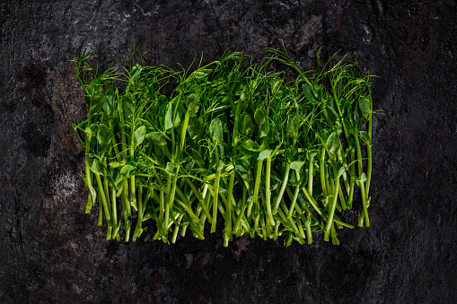 Microgreen sprouts of peas, cut from the garden. They lie on a black, rusty metal background.