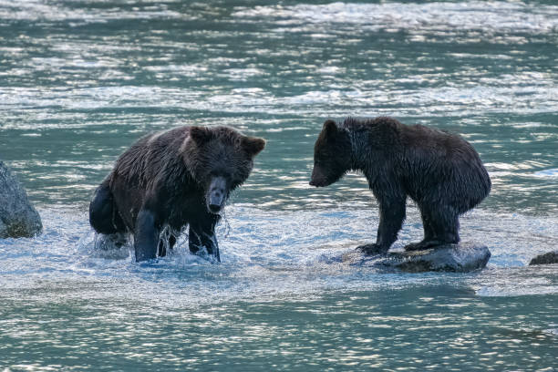 川でサーモンを釣るグリズリーズ - bear salmon alaska cub ストックフォトと画像