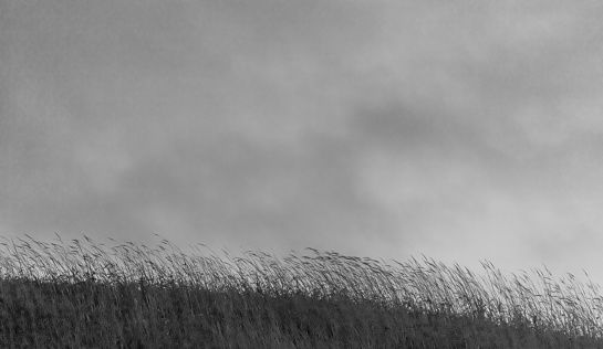 Grass blowing in wind before the rainstorm. Low lighting dusk view.