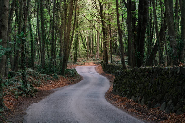 photographie horizontale d’un chemin sinueux dans une hêtraie en automne, sentier pédestre dans une hêtraie dans la zone volcanique de la garrotxa en catalogne, espagne. - garrotxa photos et images de collection