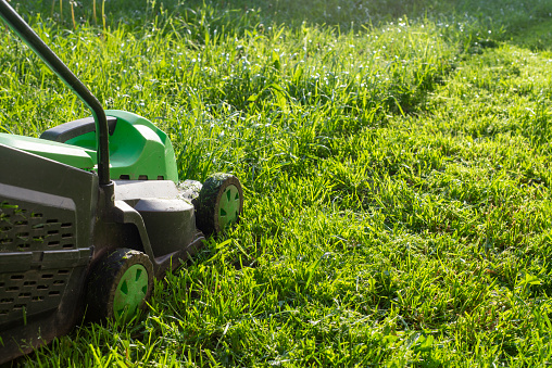 Summer and spring season sunny lawn mowing in the garden.