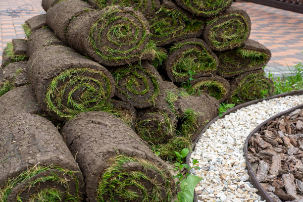 istock stacks of sod rolls for new lawn 1445230621
