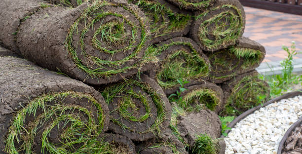 istock stacks of sod rolls for new lawn 1445230640