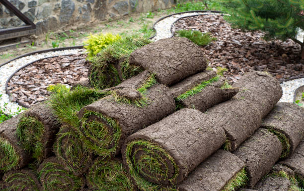istock stacks of sod rolls for new lawn 1445230677