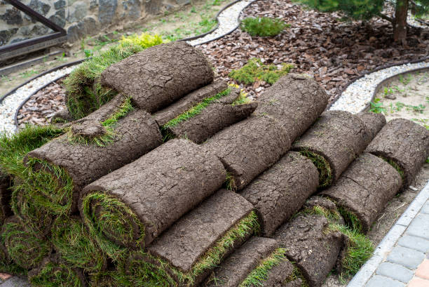 istock stacks of sod rolls for new lawn 1445230681