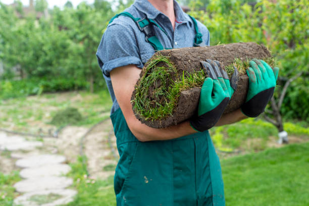 istock Man laying grass turf rolls for new garden lawn 1445230791