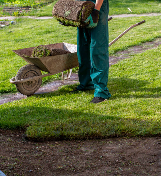 istock Man laying grass turf rolls for new garden lawn 1445231044