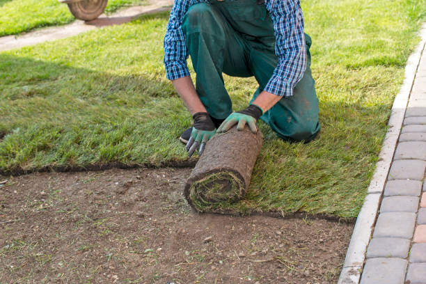 istock Natural Grass Turf Professional Installer. Gardener Installing Natural Grass Turfs Creating Beautiful Lawn Field. 1445231079