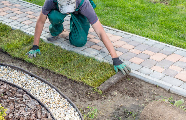 istock Gardener applying turf rolls in the backyard 1445231175