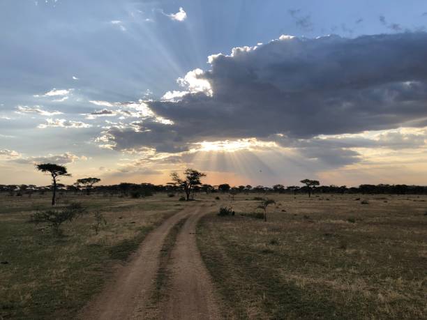 istock Riding in the Serengeti 1445231376