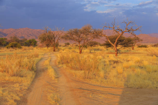 Namibian landscape. African savannah during beautiful sunset.Red ground. Solitaire, Namibia.