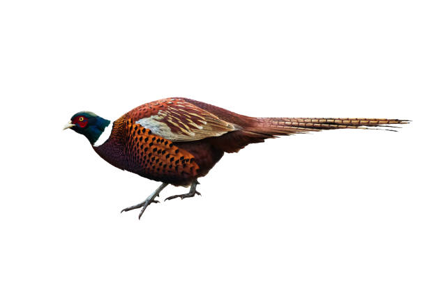 istock Common pheasant Phasianus colchius Ring-necked pheasant isolated on white background 1445232562