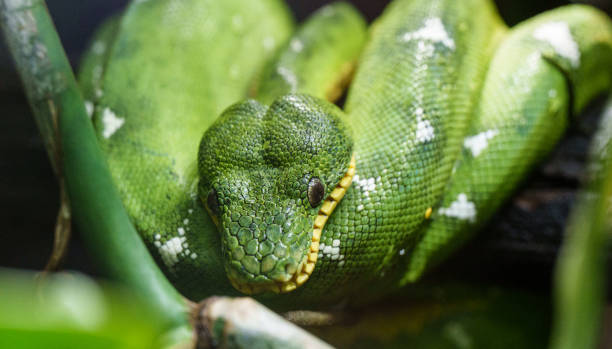 Emerald Tree Boa Coiled Around Branch Closeup of Green Emerald Tree Boa showing head and eyes green boa snake corallus caninus stock pictures, royalty-free photos & images