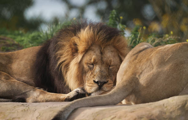 istock Male Lion Sleeping In Afternoon Sunshine 1445232844