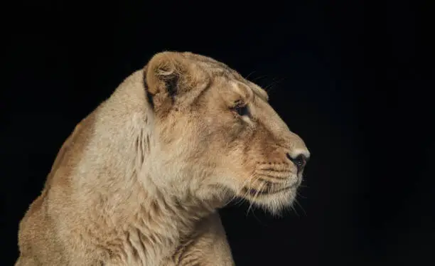 Photo of Side Profile Headshot Of Female Lion Against Black Background