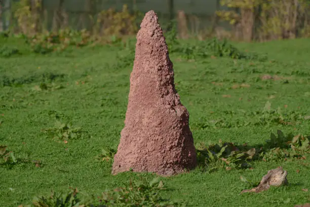 Isolated single termite mound on sunny day surrounded by lush green grass