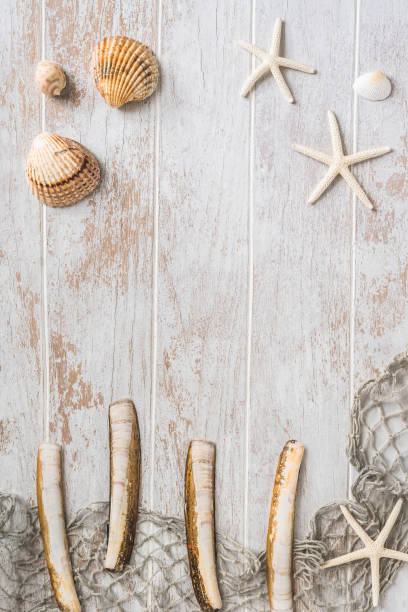 istock Seashells and starfish on a white wooden background 1445233189