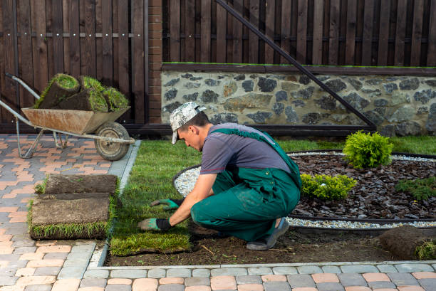 istock Gardener applying turf rolls in the backyard 1445233430