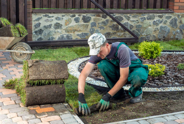 istock Man laying grass turf rolls for new garden lawn 1445233432