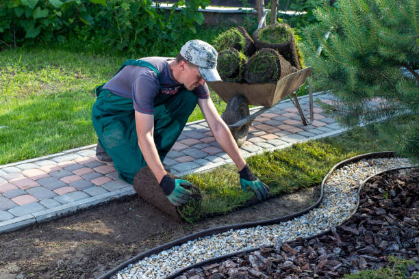 istock Man laying grass turf rolls for new garden lawn 1445233438
