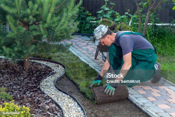 Landscape Gardener Laying Turf For New Lawn Stock Photo - Download Image Now - Landscaped, Gardening, Business