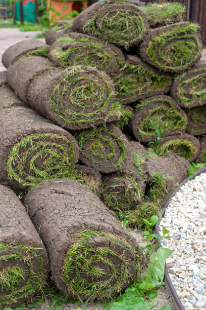 istock stacks of sod rolls for new lawn 1445233798