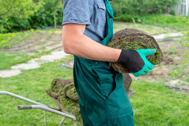 istock Man laying grass turf rolls for new garden lawn 1445234392