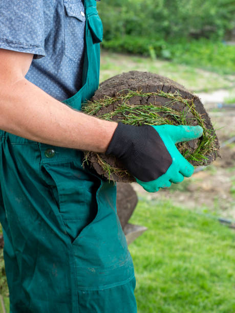istock Man laying grass turf rolls for new garden lawn 1445234414