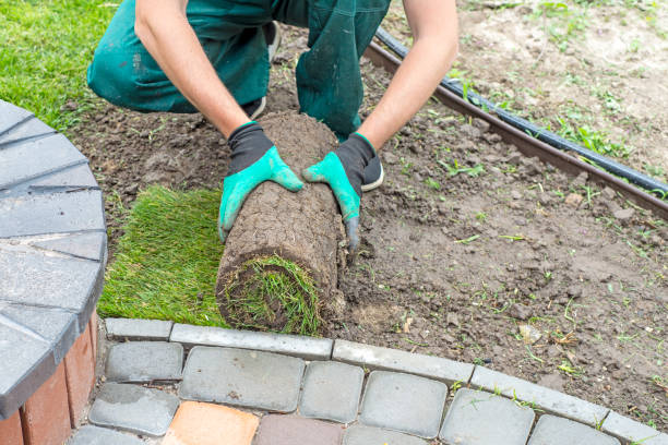 istock Landscape Gardener Laying Turf For New Lawn 1445234442