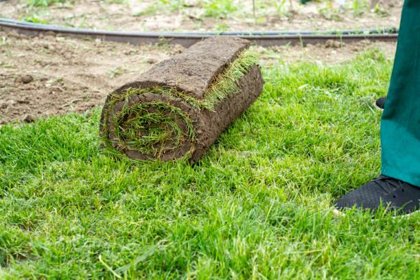 istock Gardener applying turf rolls in the backyard 1445234443