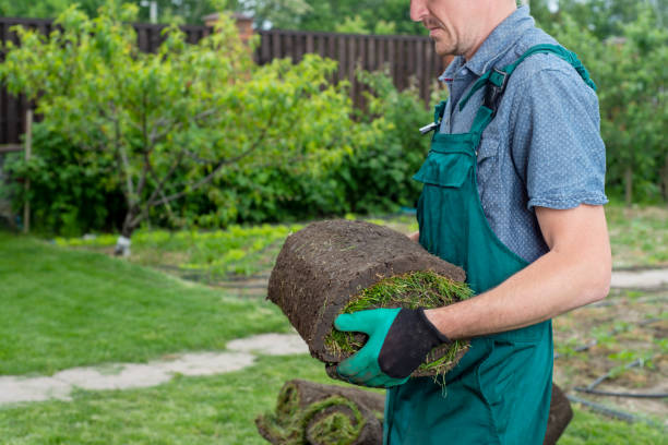 istock Landscape Gardener Laying Turf For New Lawn 1445234444