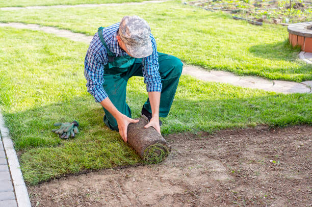 istock Man laying grass turf rolls for new garden lawn 1445235006