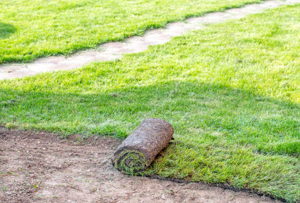 istock Gardener applying turf rolls in the backyard 1445235092