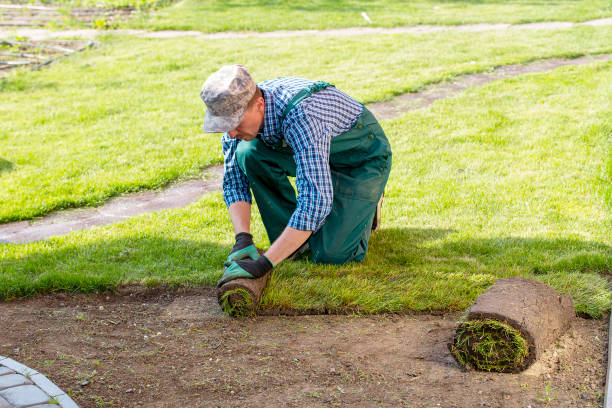 istock Natural Grass Turf Professional Installer. Gardener Installing Natural Grass Turfs Creating Beautiful Lawn Field. 1445235547