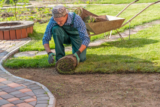 istock Gardener applying turf rolls in the backyard 1445235569