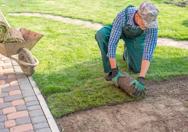 istock Gardener applying turf rolls in the backyard 1445235578