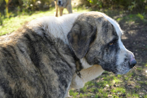 istock pure breed spanish mastiff dog 1445235599