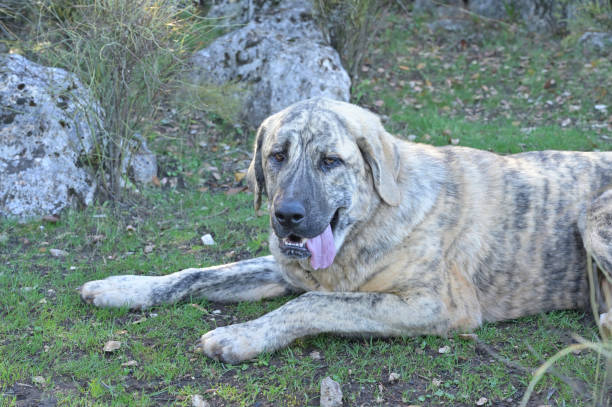 istock pure breed spanish mastiff dog 1445235966