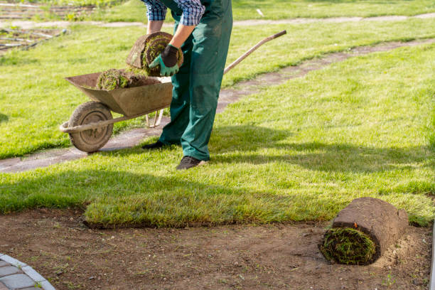 istock Natural Grass Turf Professional Installer. Gardener Installing Natural Grass Turfs Creating Beautiful Lawn Field. 1445236161