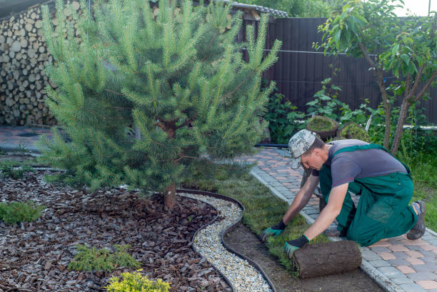 istock Man laying grass turf rolls for new garden lawn 1445236859