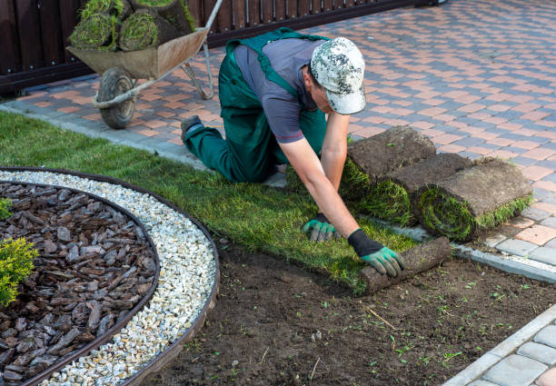 istock Gardener applying turf rolls in the backyard 1445236868