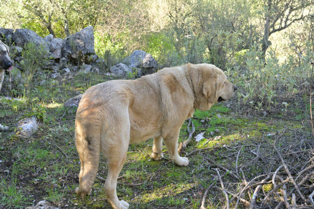 istock pure breed spanish mastiff dog 1445237200