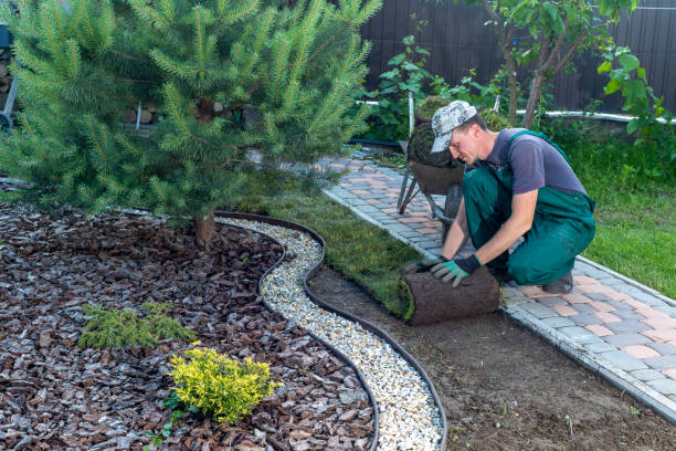 istock Gardener applying turf rolls in the backyard 1445237228