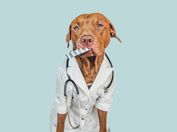 istock Lovable, pretty puppy, wearing a doctor's coat 1445238952