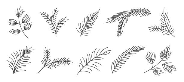 ilustrações, clipart, desenhos animados e ícones de conjunto de linhas de linha de plantas perene de variedade de ramos de abeto - fir tree christmas branch twig