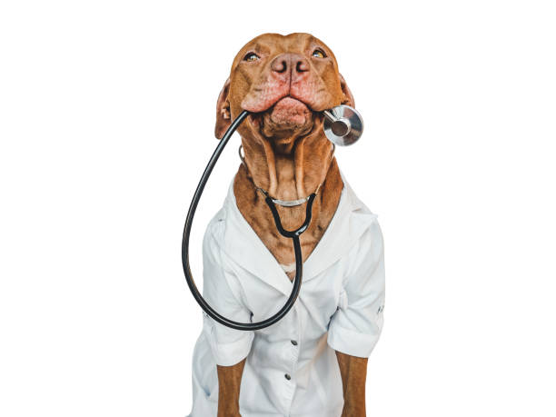 istock Lovable, pretty puppy, wearing a doctor's coat 1445239147