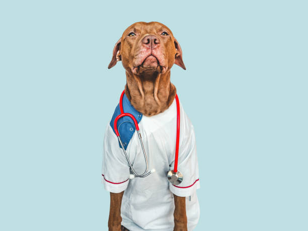 istock Lovable puppy, dressed in a doctor's coat 1445239729