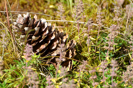 Conifer cone in the grass