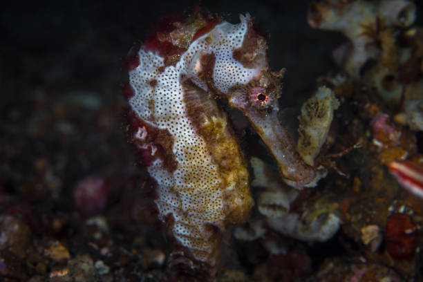 istock Interesting seahorse with camouflage skin on coral reef 1445240877